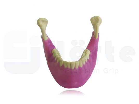 Mandíbulas Com Todos os Dentes e Gengiva - 4013G