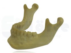 Mandíbula Com Todos os Dentes Extra Dura - 4013D