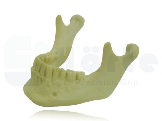 Mandíbula Com Todos Os Dentes - 4013
