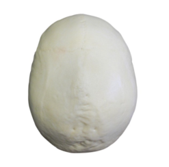 4002 - Calota Craniana