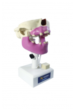 4004 G - Manequim Pré Molar Com Alguns Dentes e Defeito na Tabua Com Gengiva