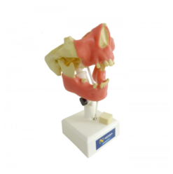 4005 GT - Manequim Pré-Molar Com Gengiva