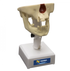 4005 - Manequim Pré Molar