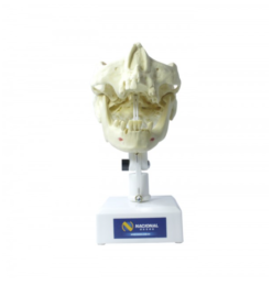 4005 T - Manequim Pré Molar