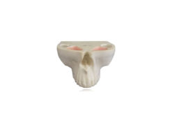 4016 - Maxila Com Todos Os Dentes